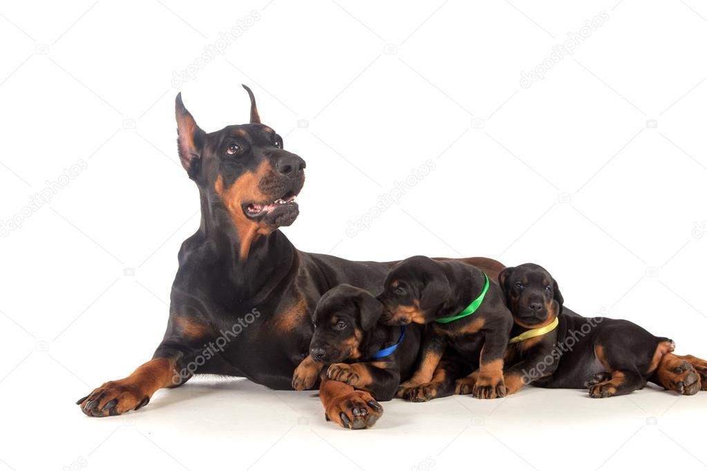 Hermoso Cachorros Doberman en Venta