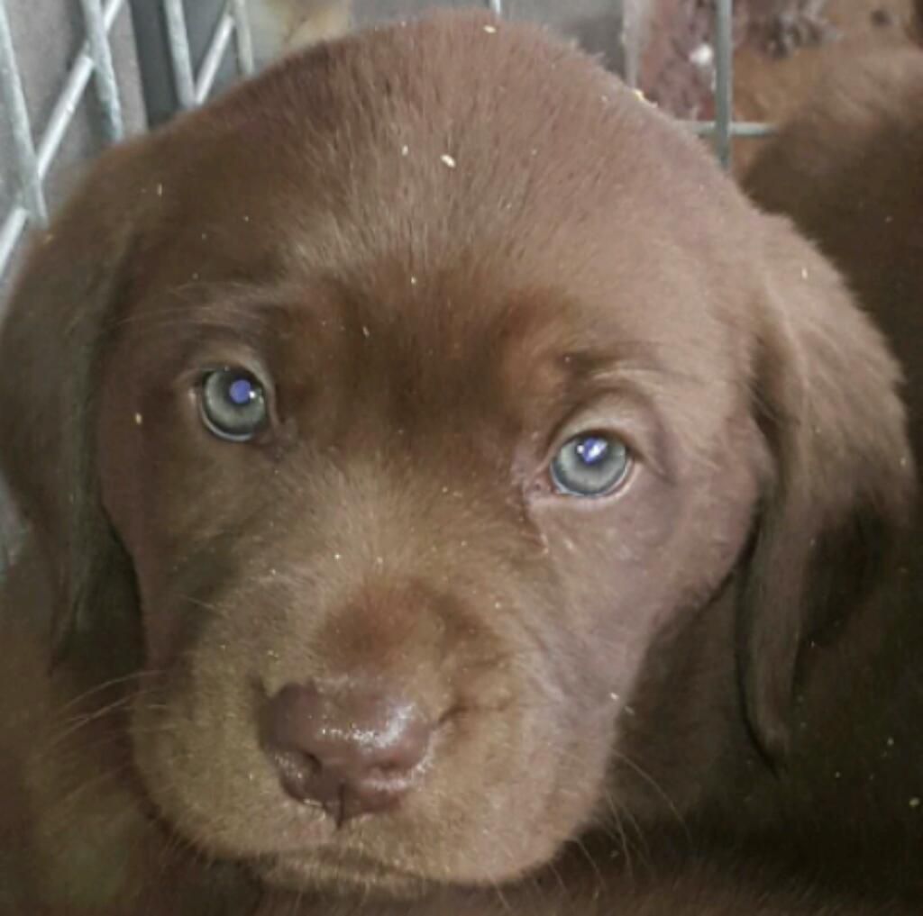 Hermoso Labrador Chocolate