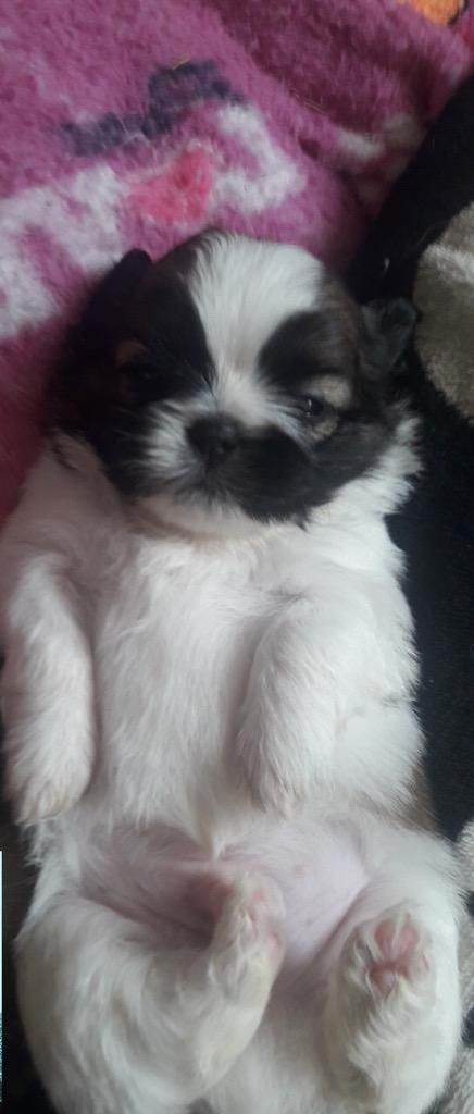 Hermosos Cachorros Chitzu