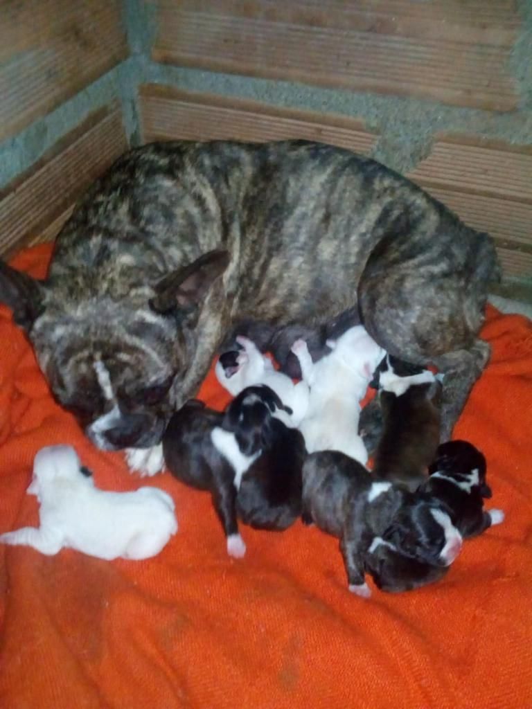 Hermosos Cachorros de Bulldog Frances