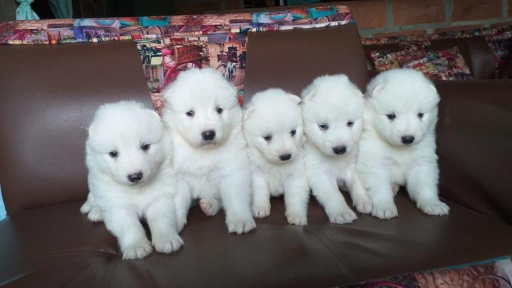 Hermosos Cachorros de Raza Samoyedo