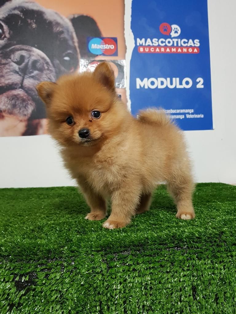 Hermosos Pomeranias Lulu en Venta