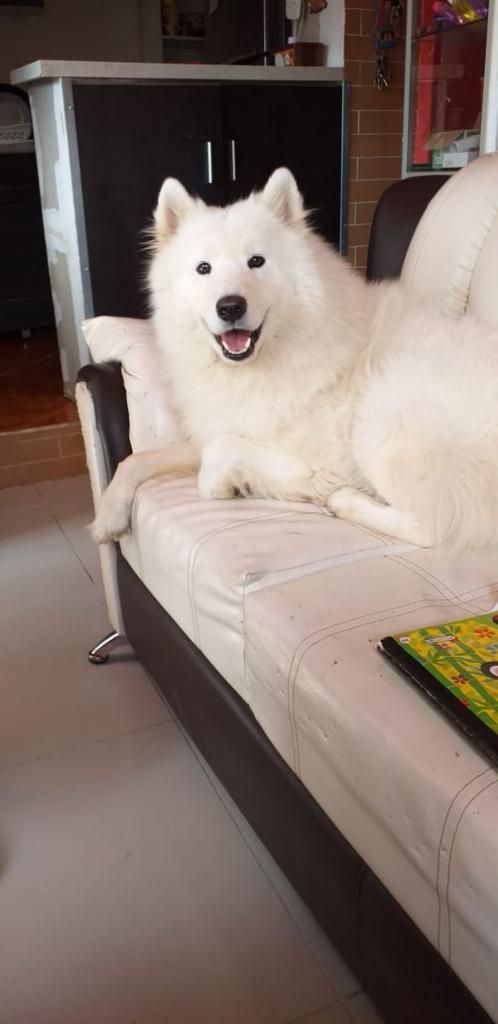 Hermosos Samoyedo