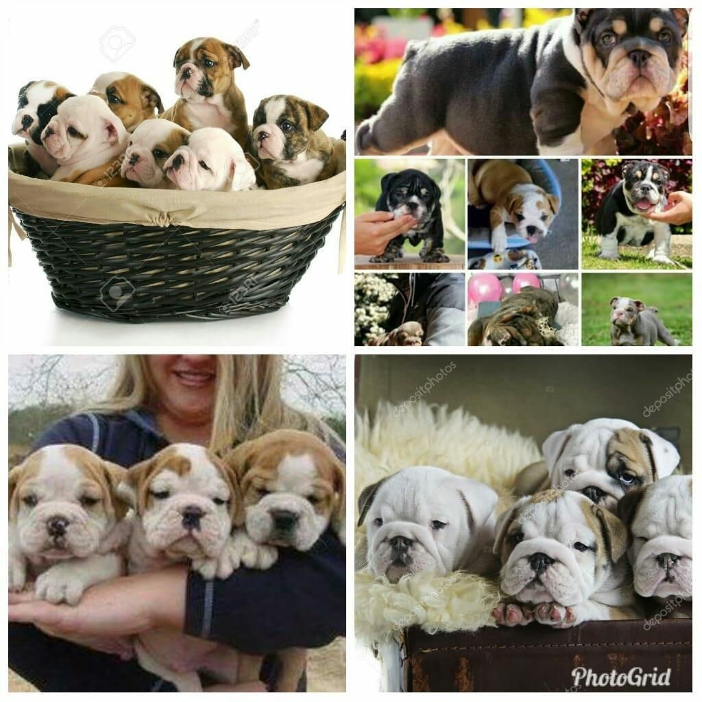 Lindos Perros Bulldog