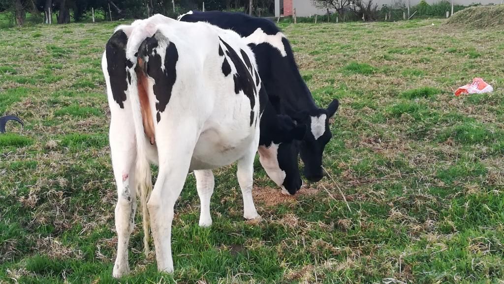 Novillas Holstein en Venta