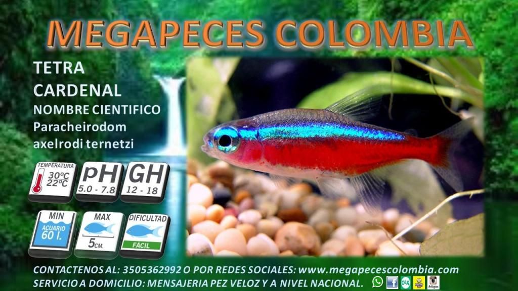 PEZ TETRA CARDENAL YUMBO PARA ACUARIO O PECERA