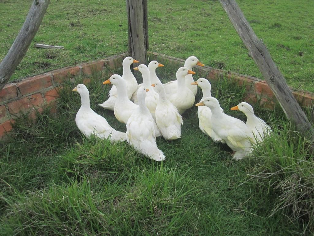 Patos Suesca Cundinamarca