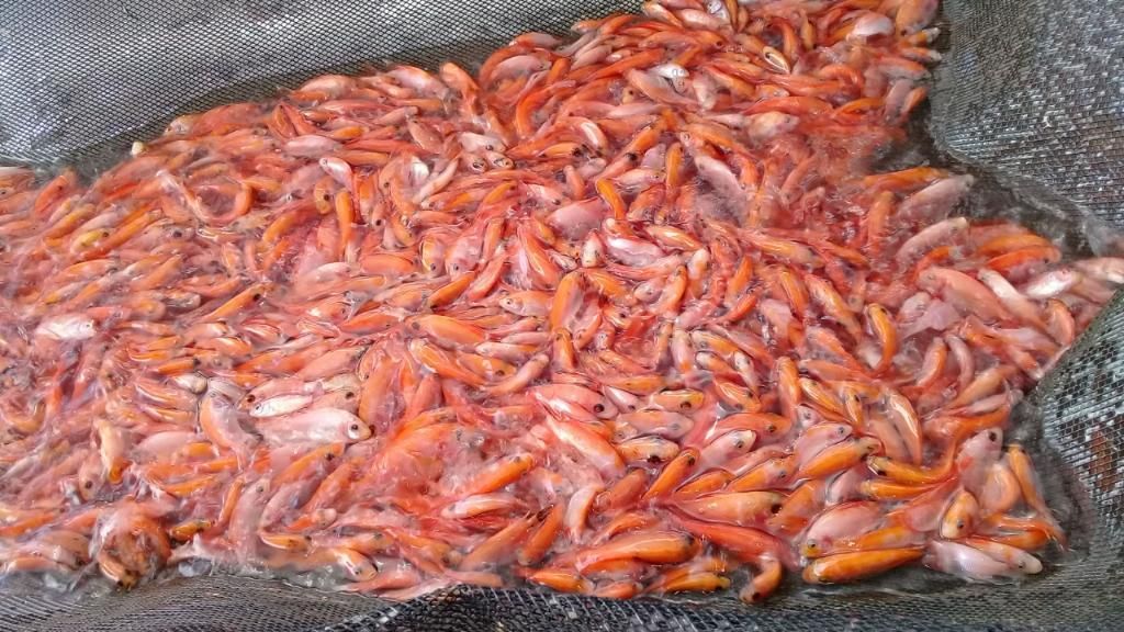 Peces de Cultivo