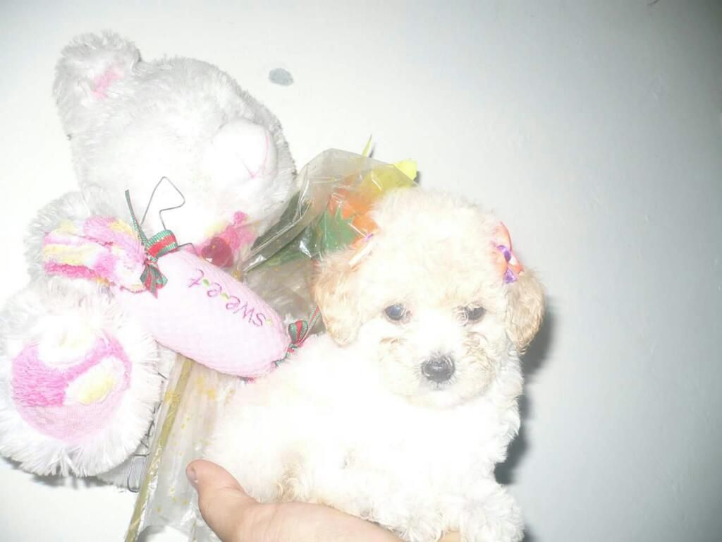 Poodle Frech Minitoy Tacitas de Te