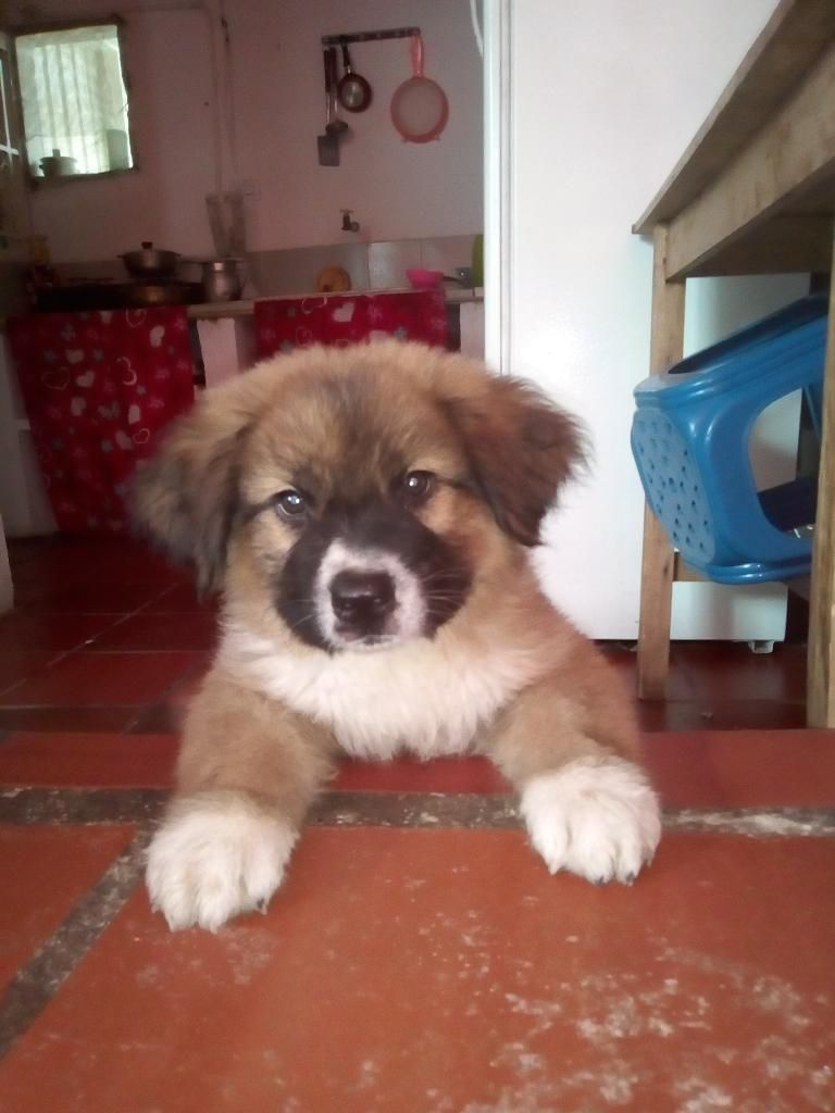 Se Vende Perro Raza San Bernardo