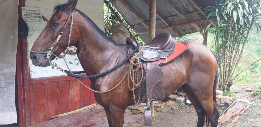 Se vende caballo varato