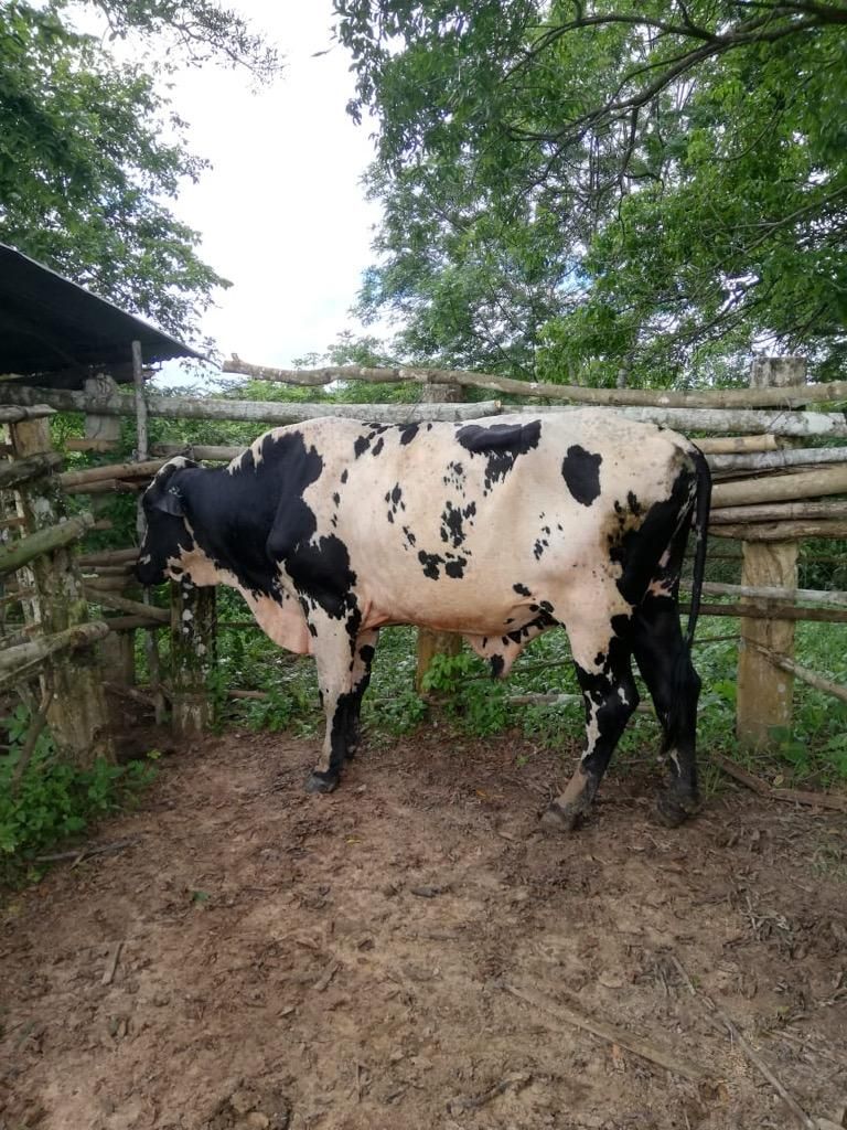 Toro Holstein con Registro