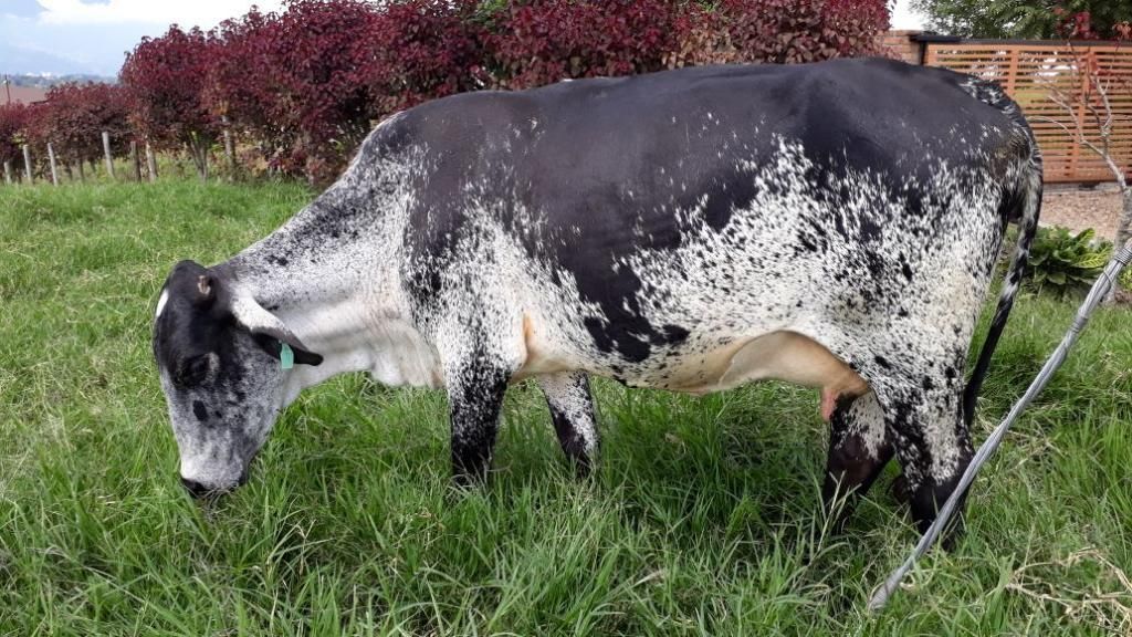 Vacas Y Novillas - Girolando - Holstein
