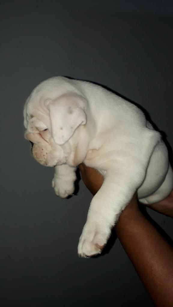 Vendo Bulldog Ingles