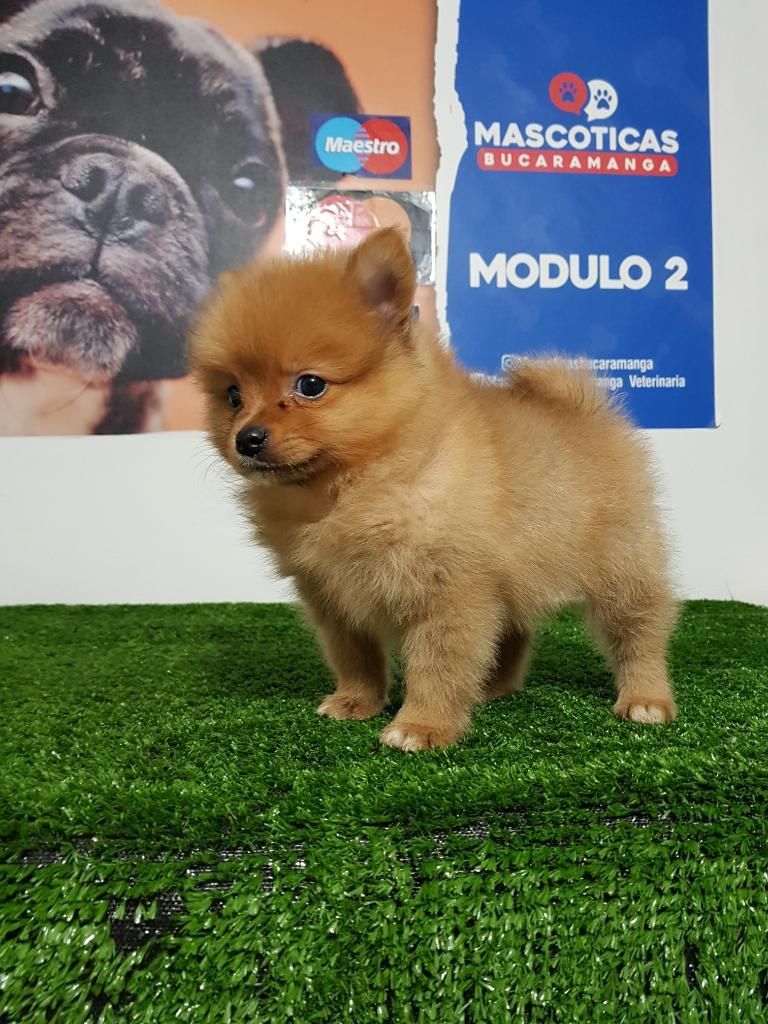 Vendo Lindos Pomeranias Lulu Originales