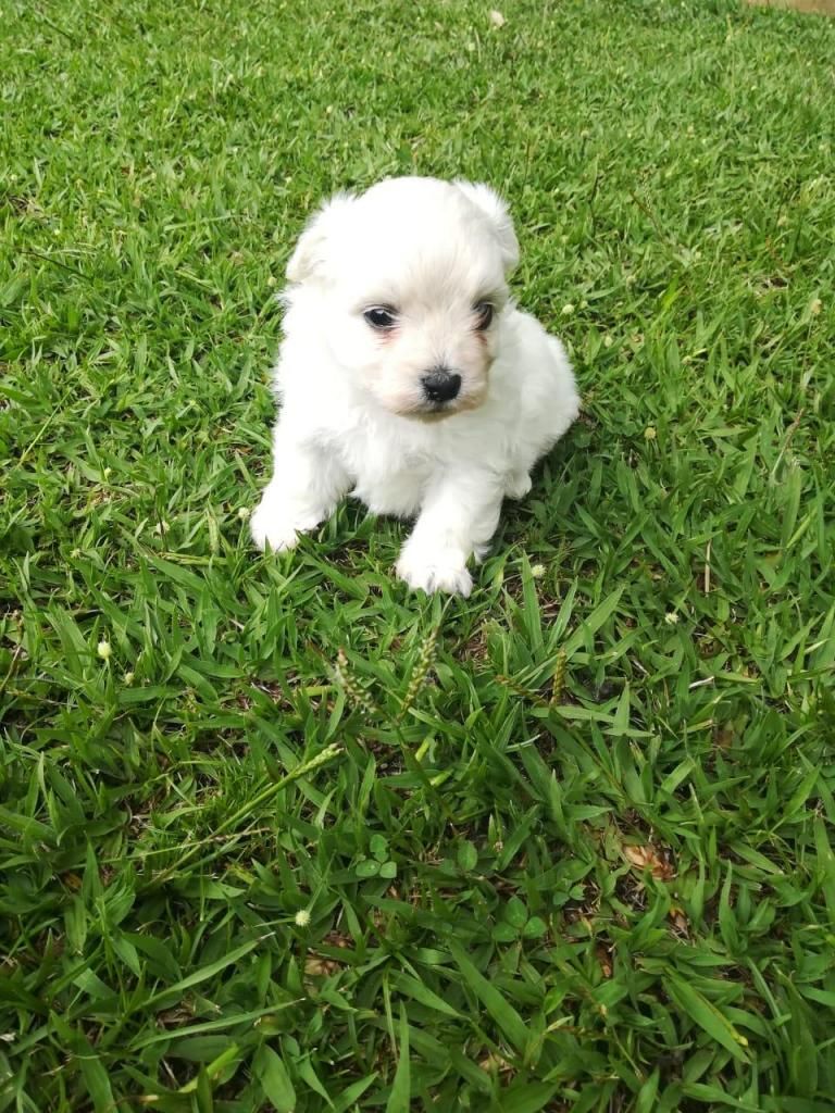 Vendo hermoso Bichon Maltes