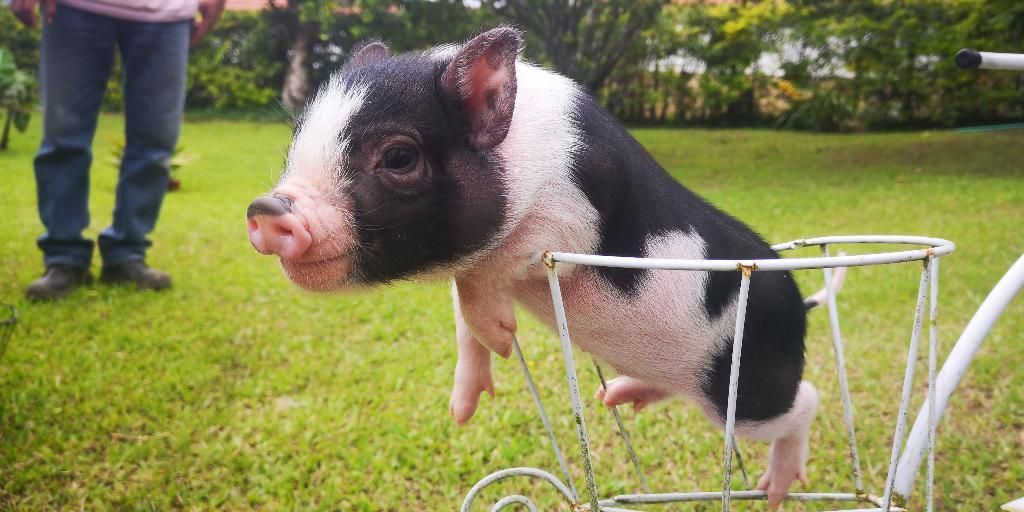 Venta de Mini Pigs Y Micro Pig Junio