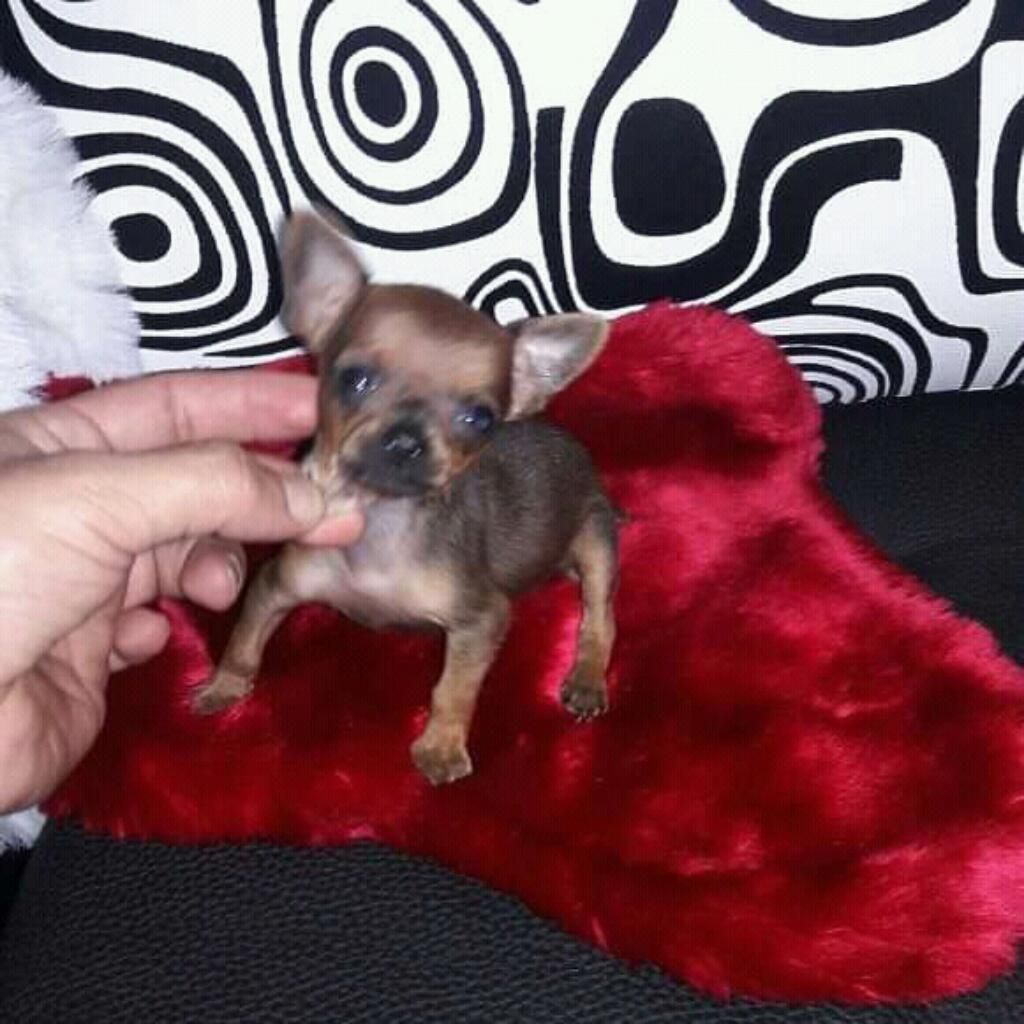 Venta de Pincher Chihuahua Minis