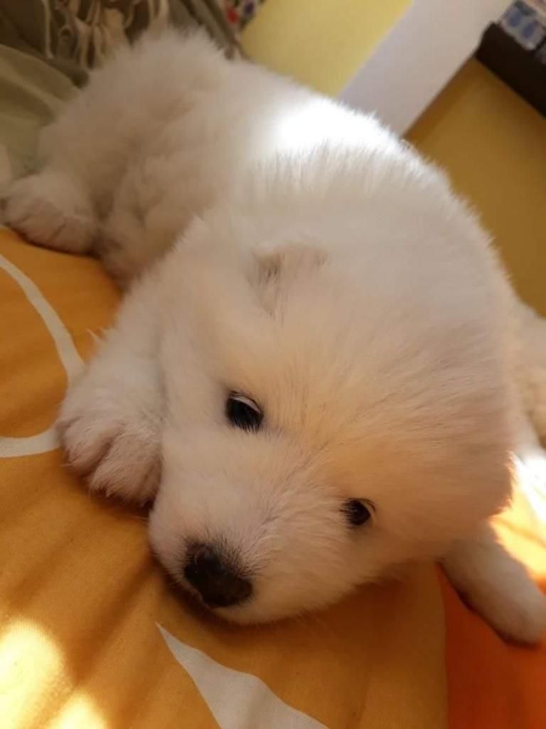 perros lobo samoyedos