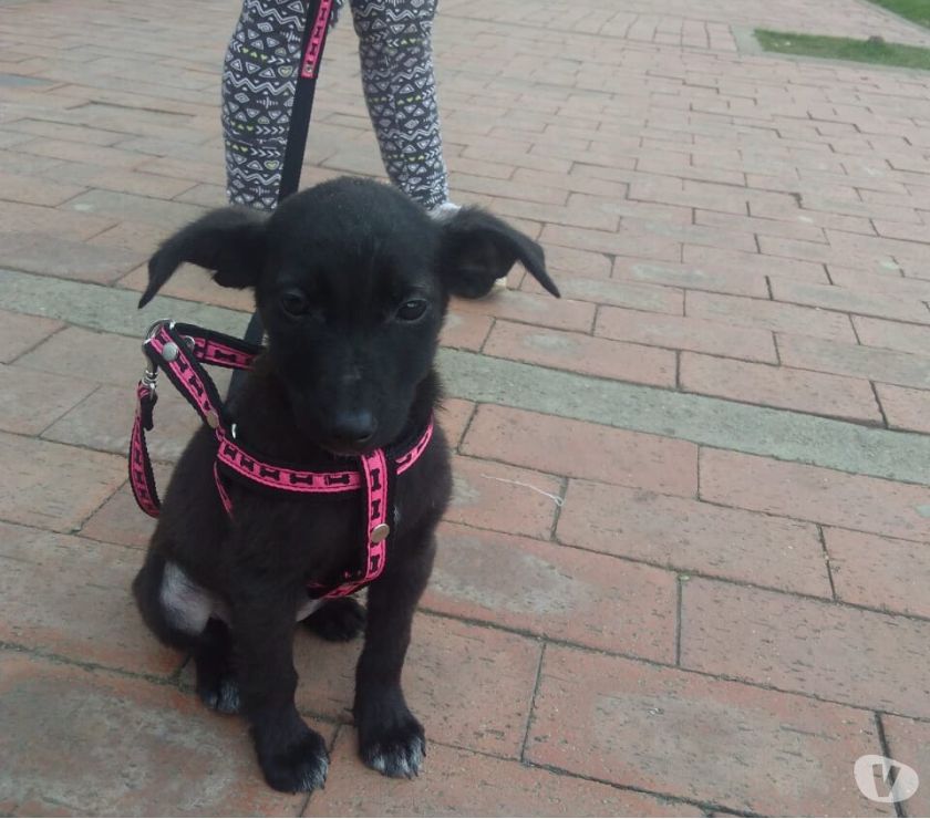 Milu Cachorrita dos meses