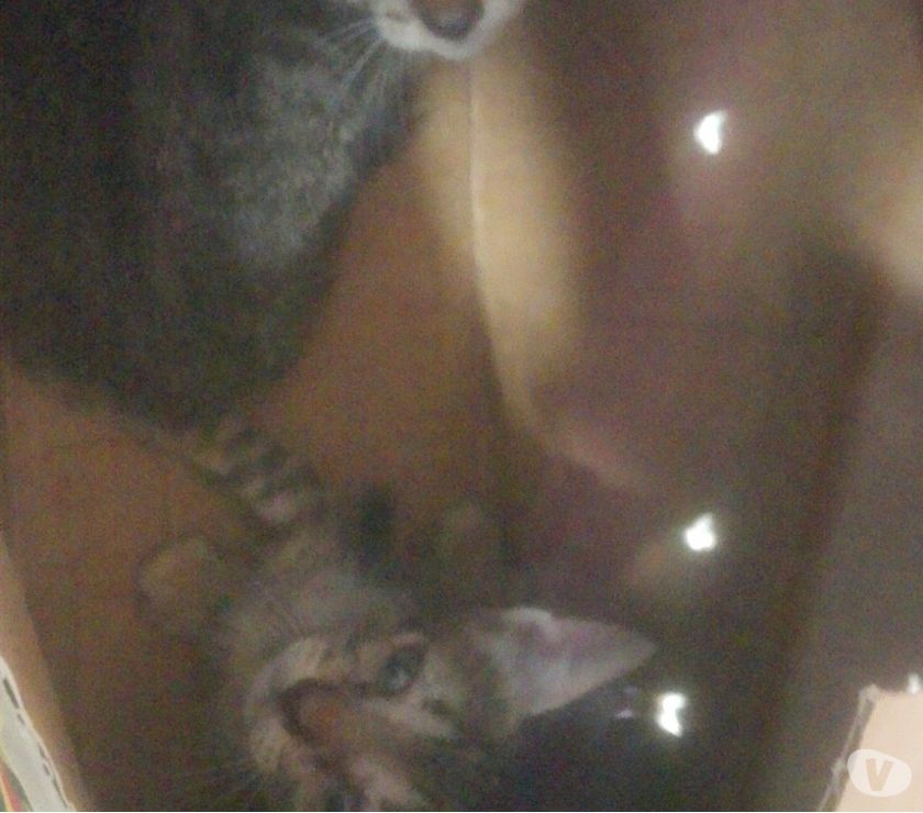 Dos gatitos sin hogar