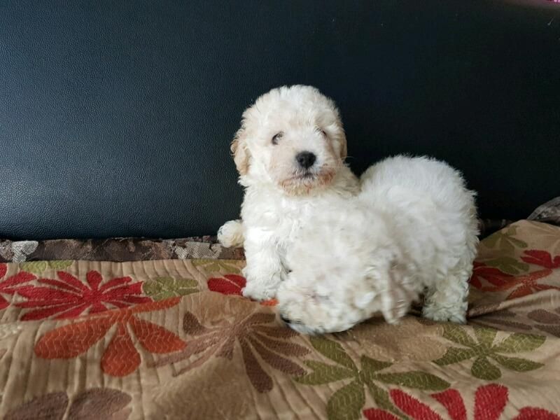 ADORABLES FRENCH POODLE