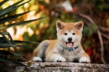 AKITA JAPONES CACHORROS EN VENTA B02