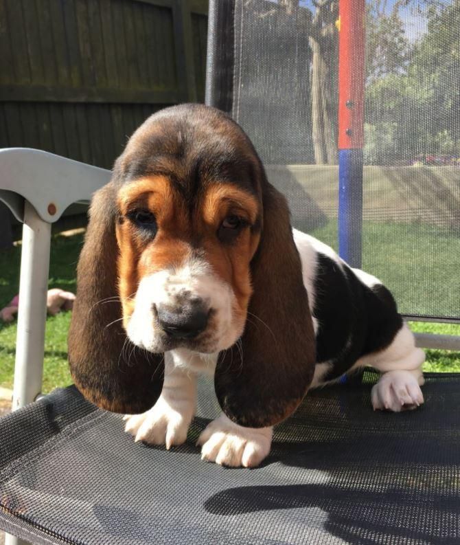 BASSET HOUND TRICOLOR Y LIMON