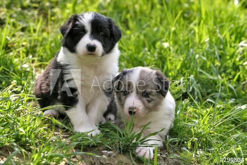 CACHORROS BORDER COLLIE VENDE TIENDA DE MASCOTAS A05