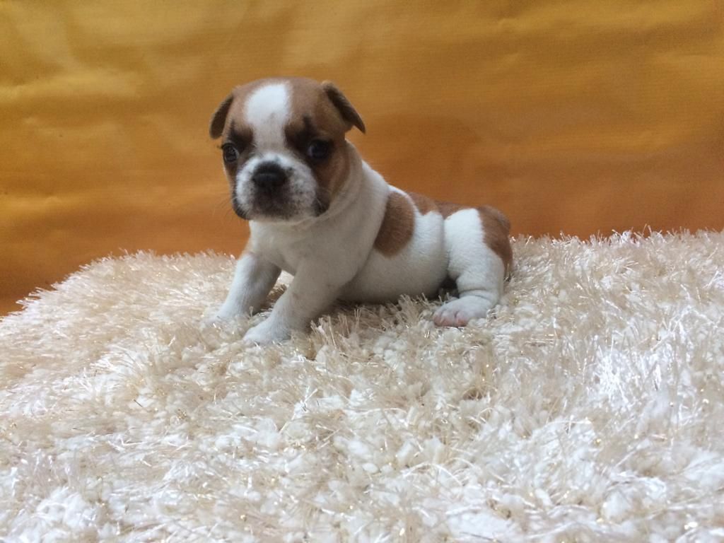 CACHORROS BULLDOG FRANCES EN VENTA A101