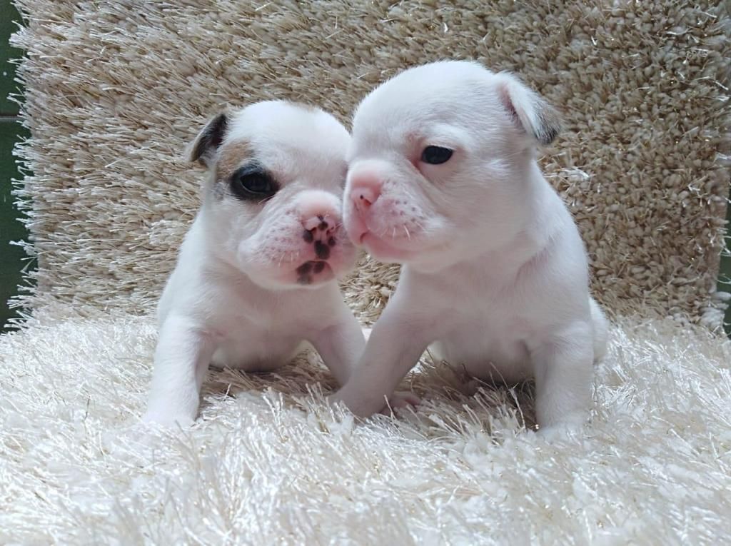 CACHORROS BULLDOG FRANCES EN VENTA A102