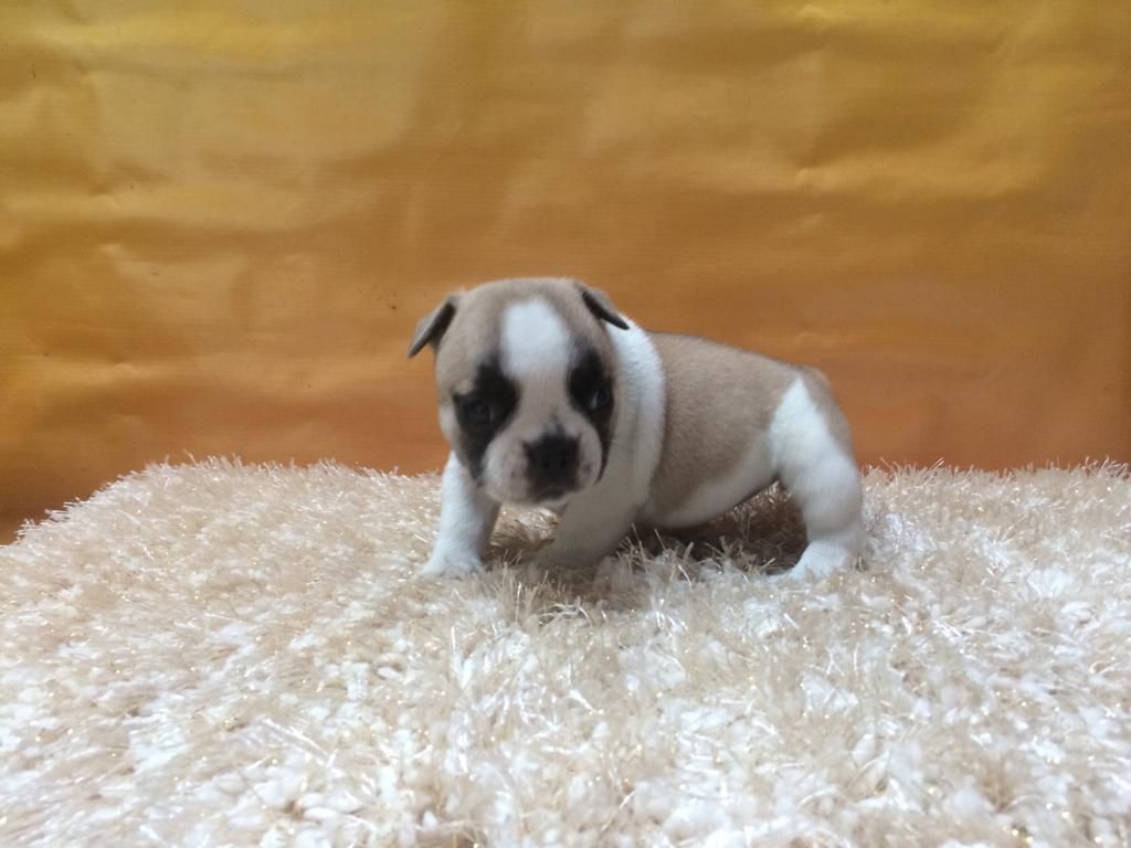 CACHORROS BULLDOG FRANCES EN VENTA A104