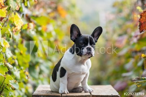 CACHORROS BULLDOG FRANCES VENDE TIENDA DE MASCOTAS EN CALI