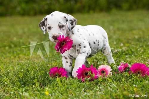 CACHORROS DALMATA VENDE TIENDA DE MASCOTAS EN CALI E02