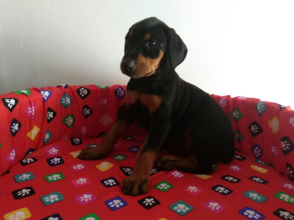 CAMADA DE CACHORRITOS DOBERMAN GARANTIZADOS