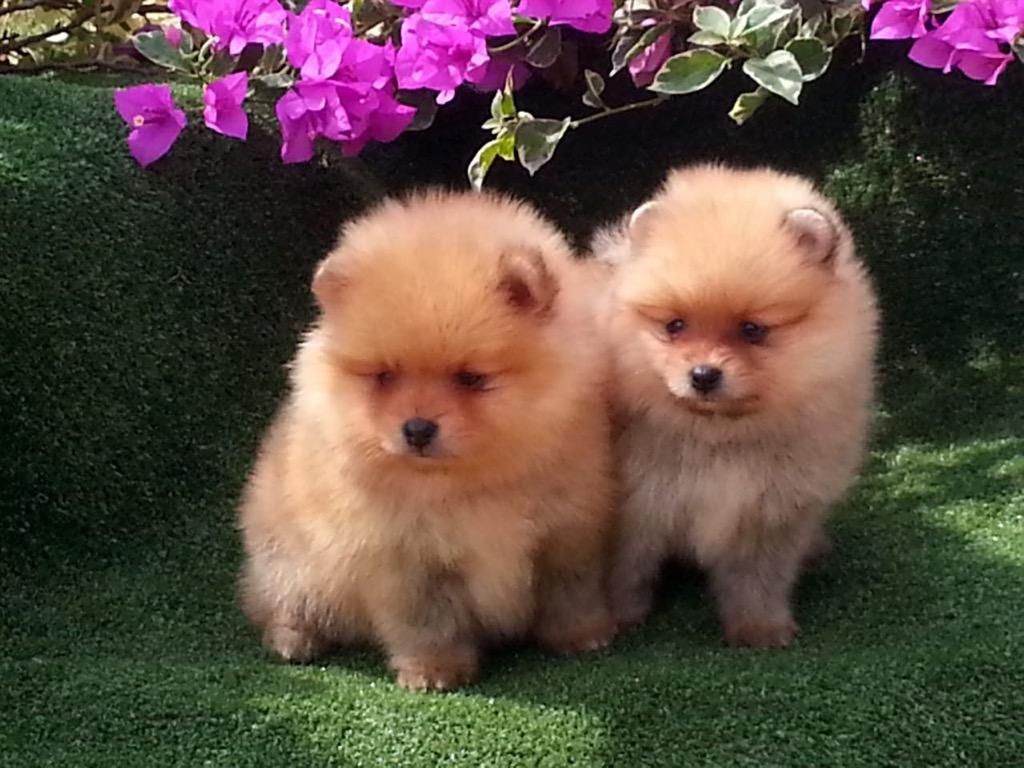 Cachorra Pomerania