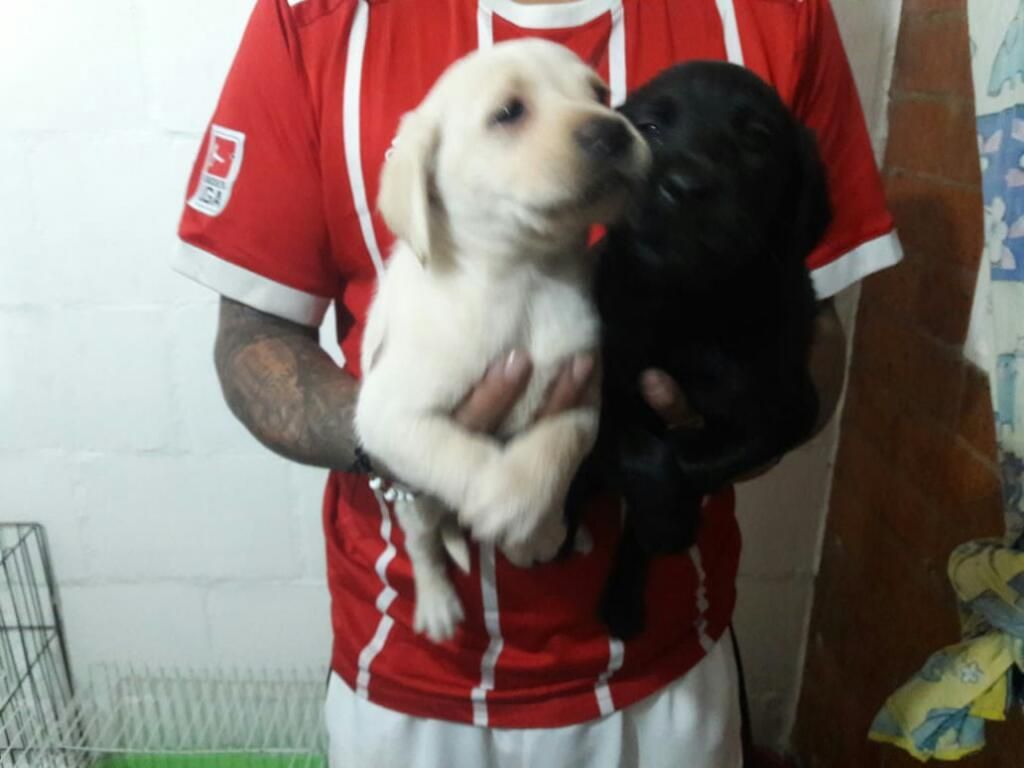 Cachorros Labradores