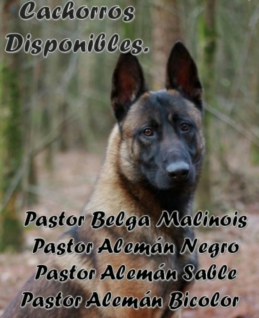 Cachorros Pastor Alemán