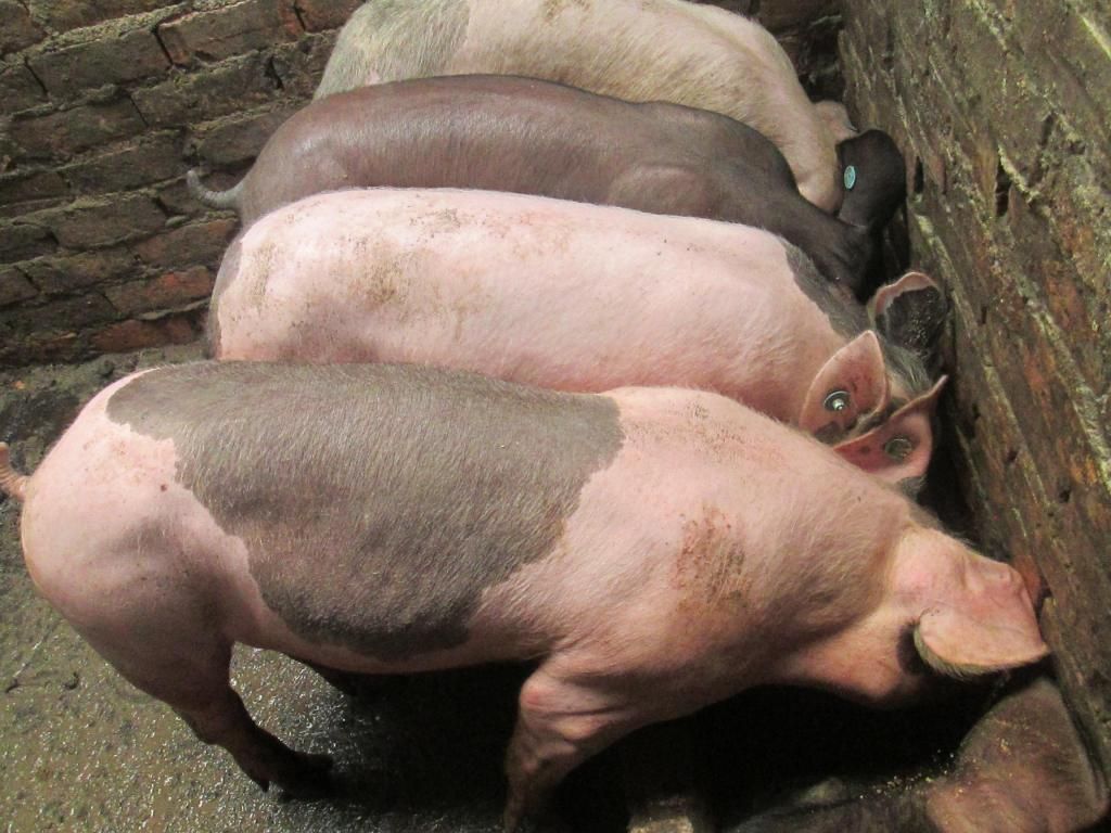 Cerdos en pie para lechona, Vereda Tausaquira, Suesca