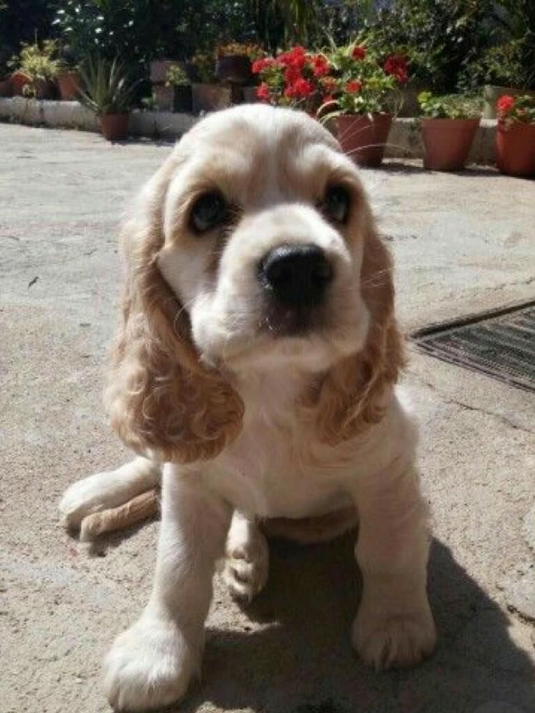 Cocker Spaniel en Venta