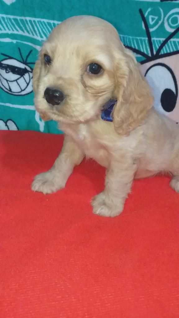 Coker Spaniel de Belleza Y Calidad