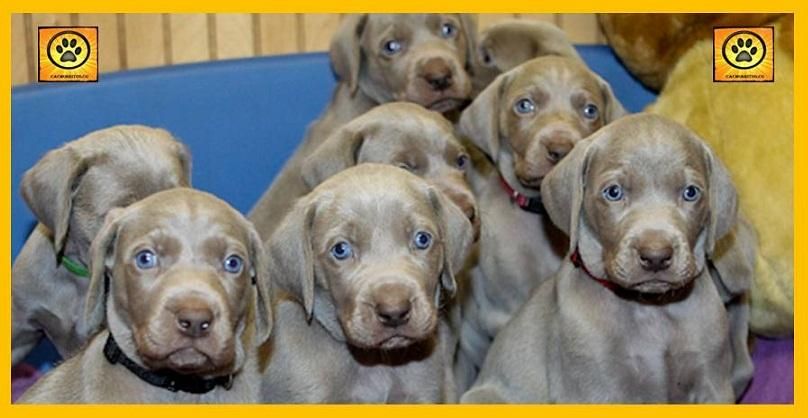 DISPONIBILIDAD DE CACHORRITOS WEIMARANER EN TIENDA