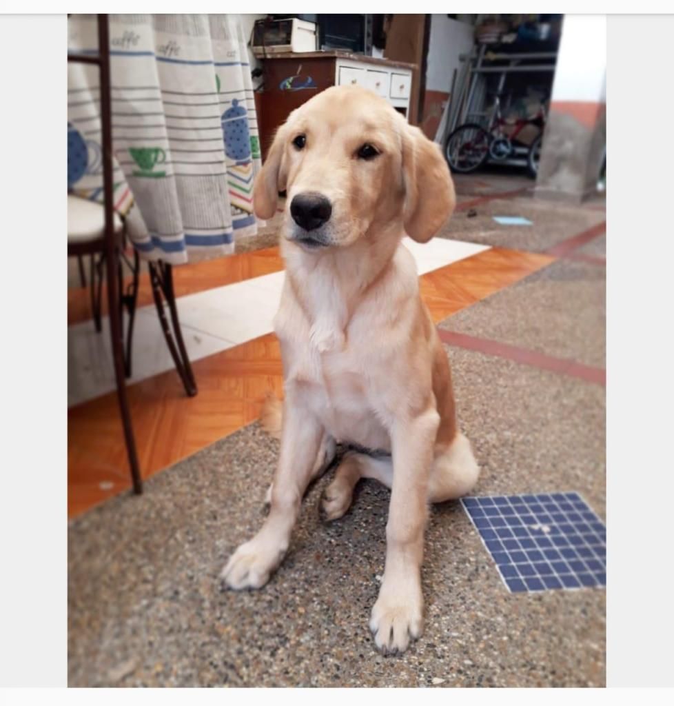 GOLDEN RETRIEVER CACHORRITA