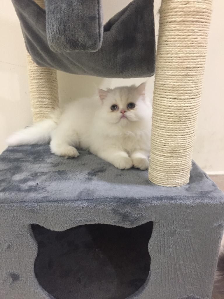 Gato persa macho de 4 meses