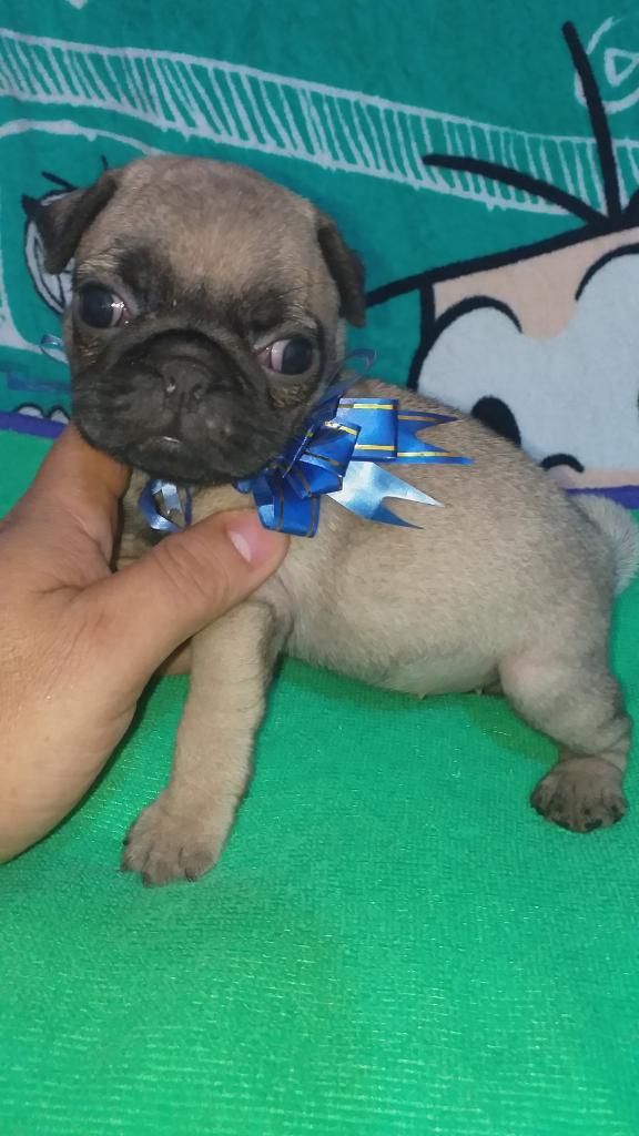 Gentilisimos Pug Color Arena