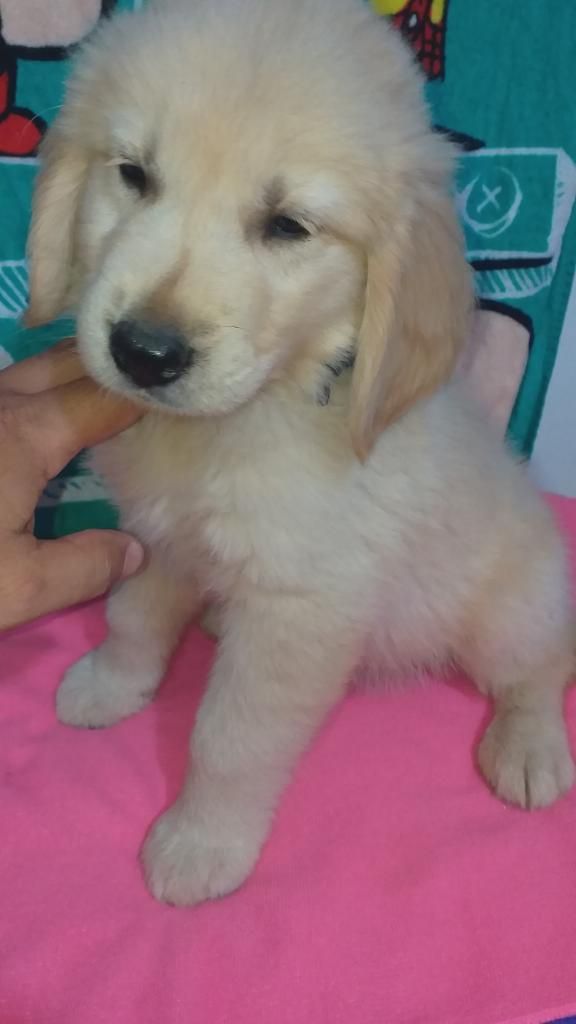 Golden Retriever Amor Divino