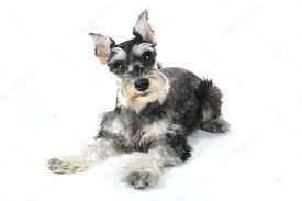 HERMOSOS SCHNAUZER EN VENTA