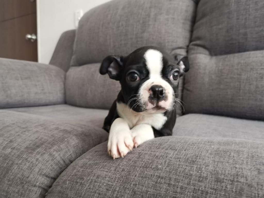 Hermoso Boston Terrier