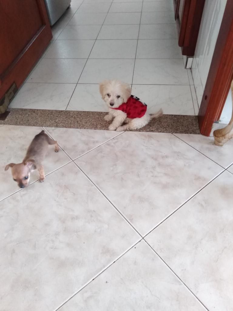 Hermosos Poodle Mini Toy