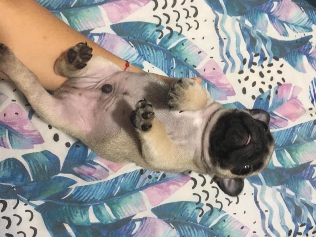 Hermosos Pug